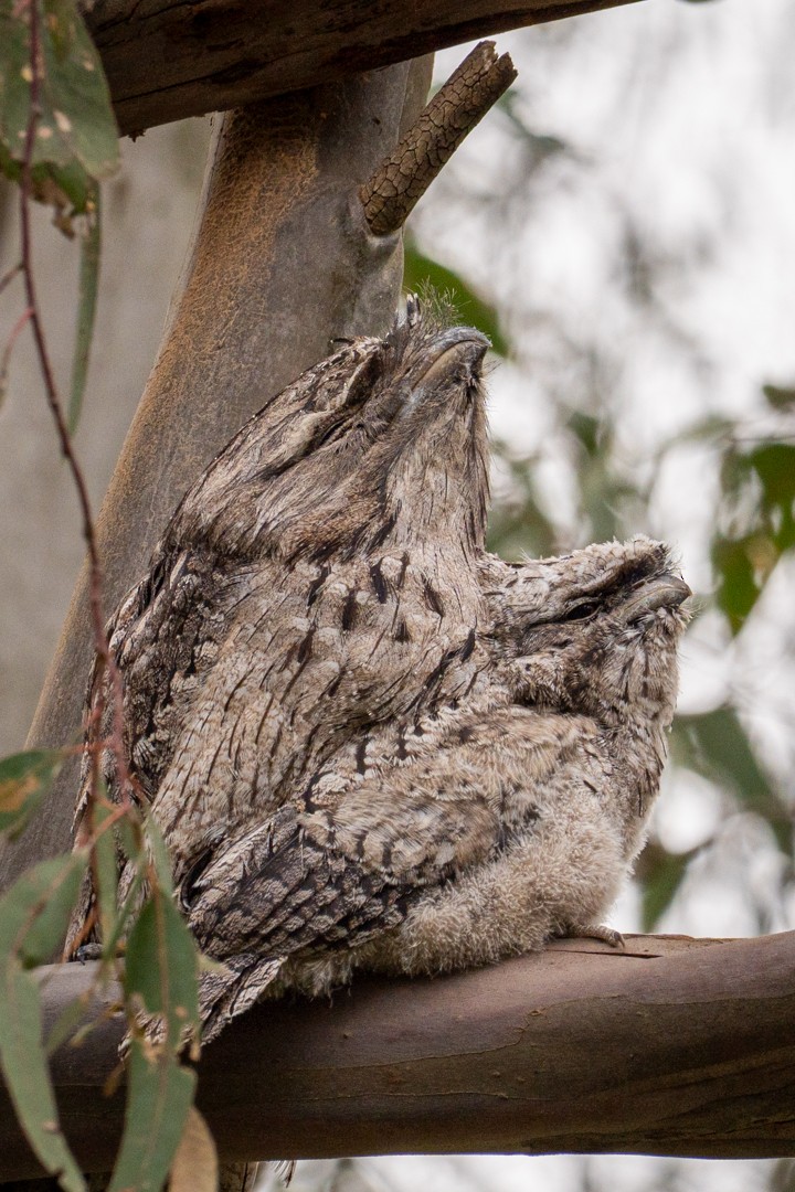 Podarge gris - ML647118669