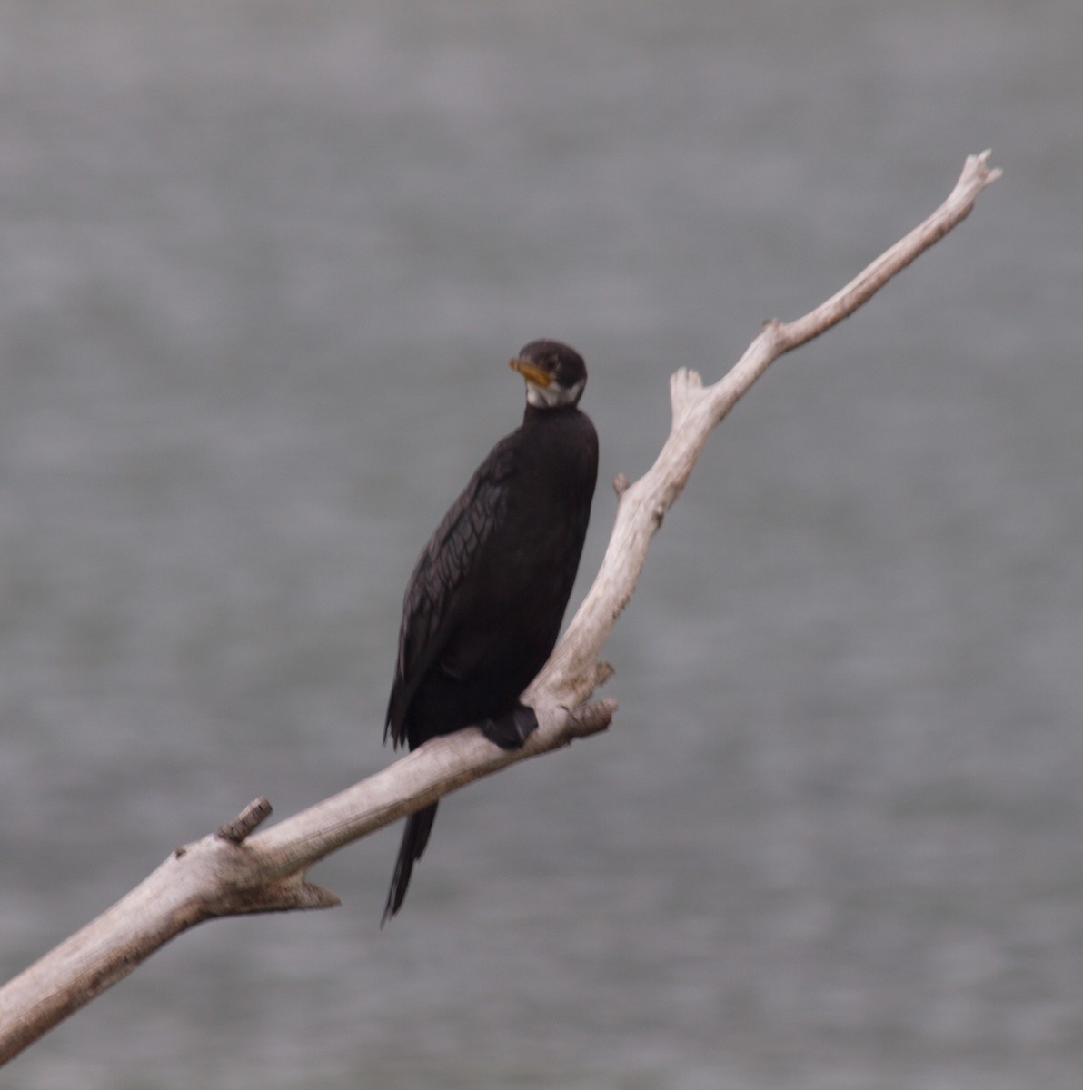 Cormoran pie - ML647118670