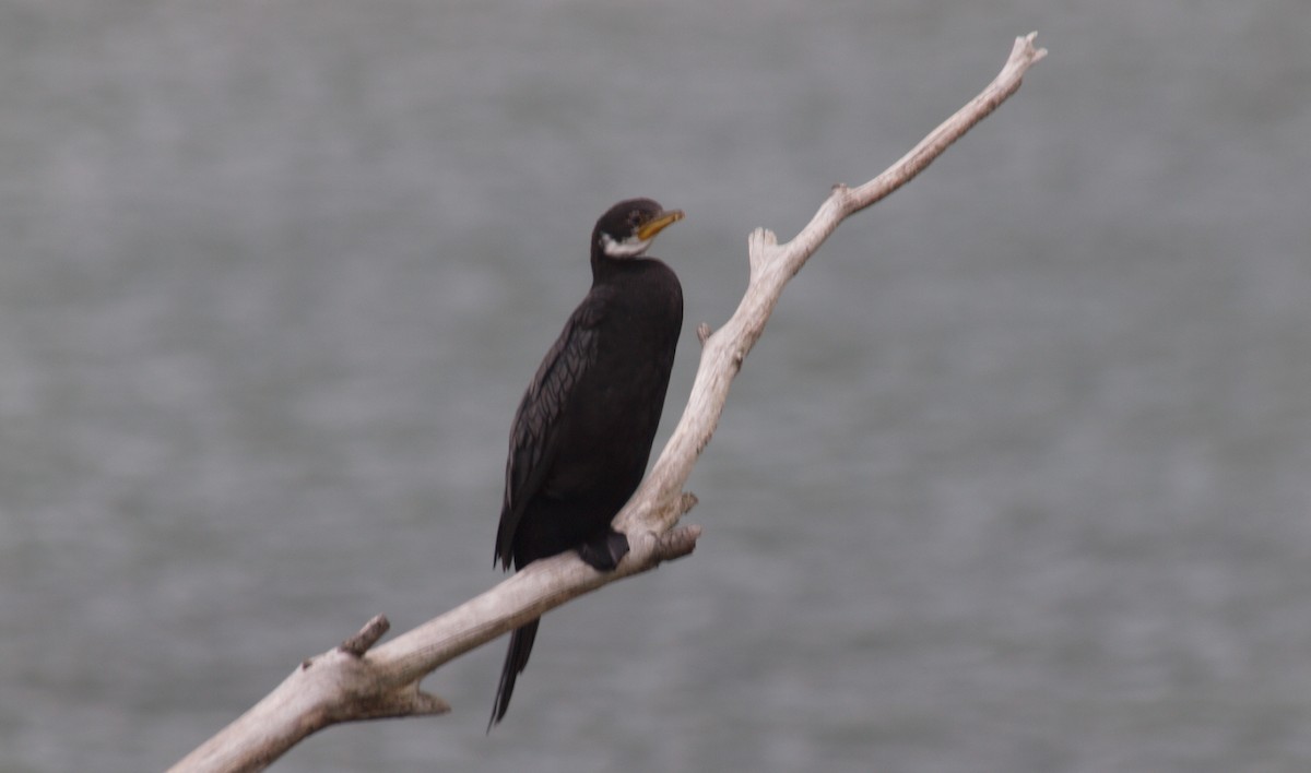 Cormoran pie - ML647118671