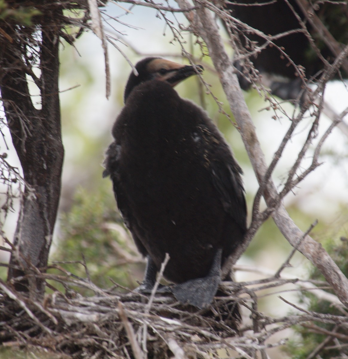 Cormoran pie - ML647118672