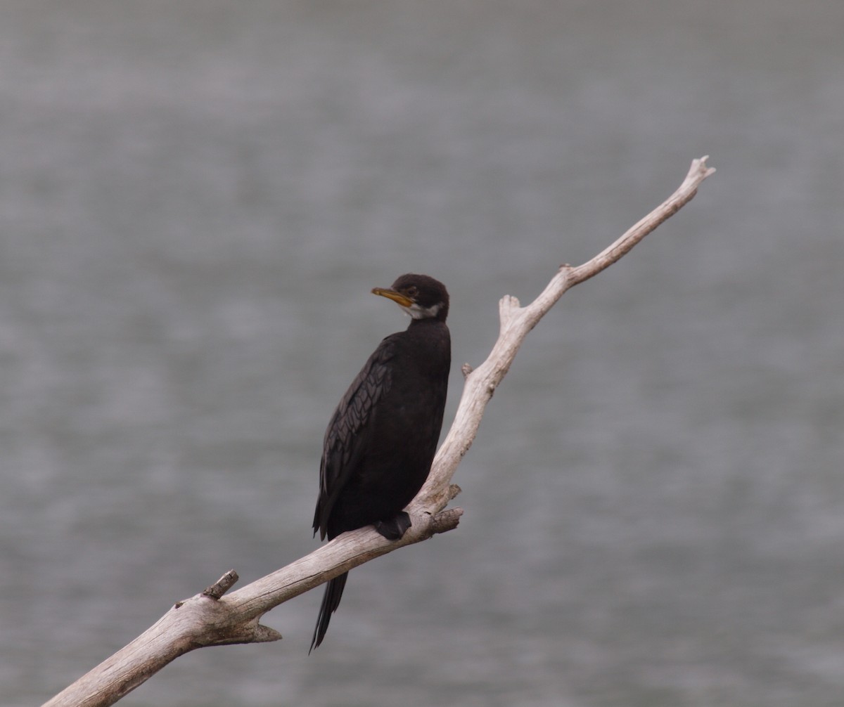 Cormoran pie - ML647118673