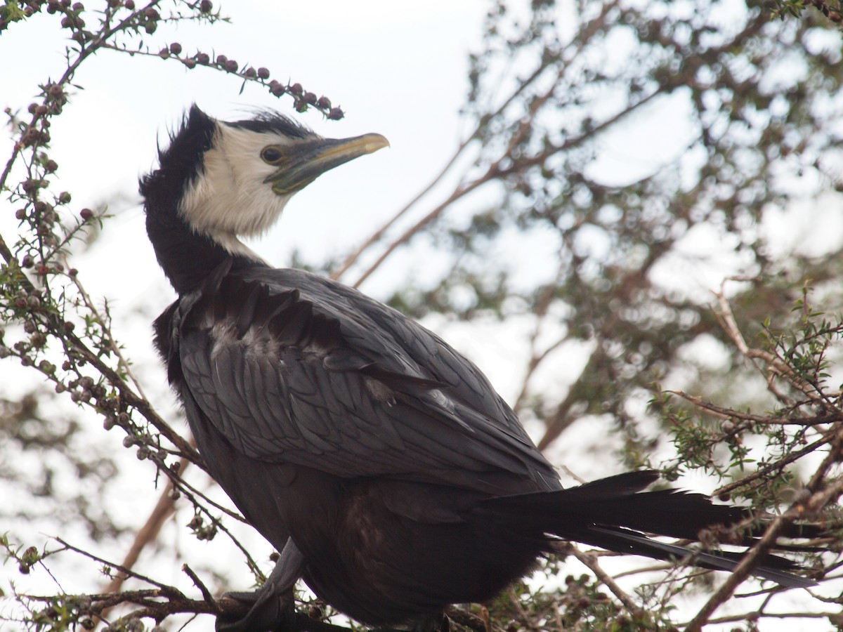 Cormoran pie - ML647118674