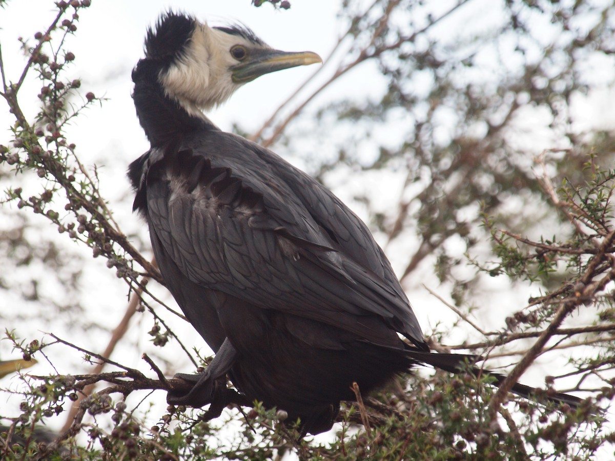 Cormoran pie - ML647118675