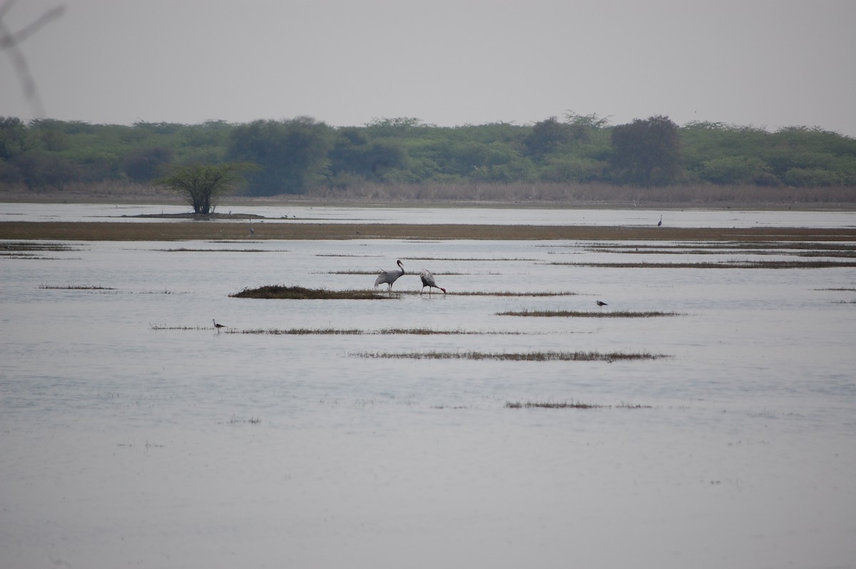 Grue antigone - ML647118677