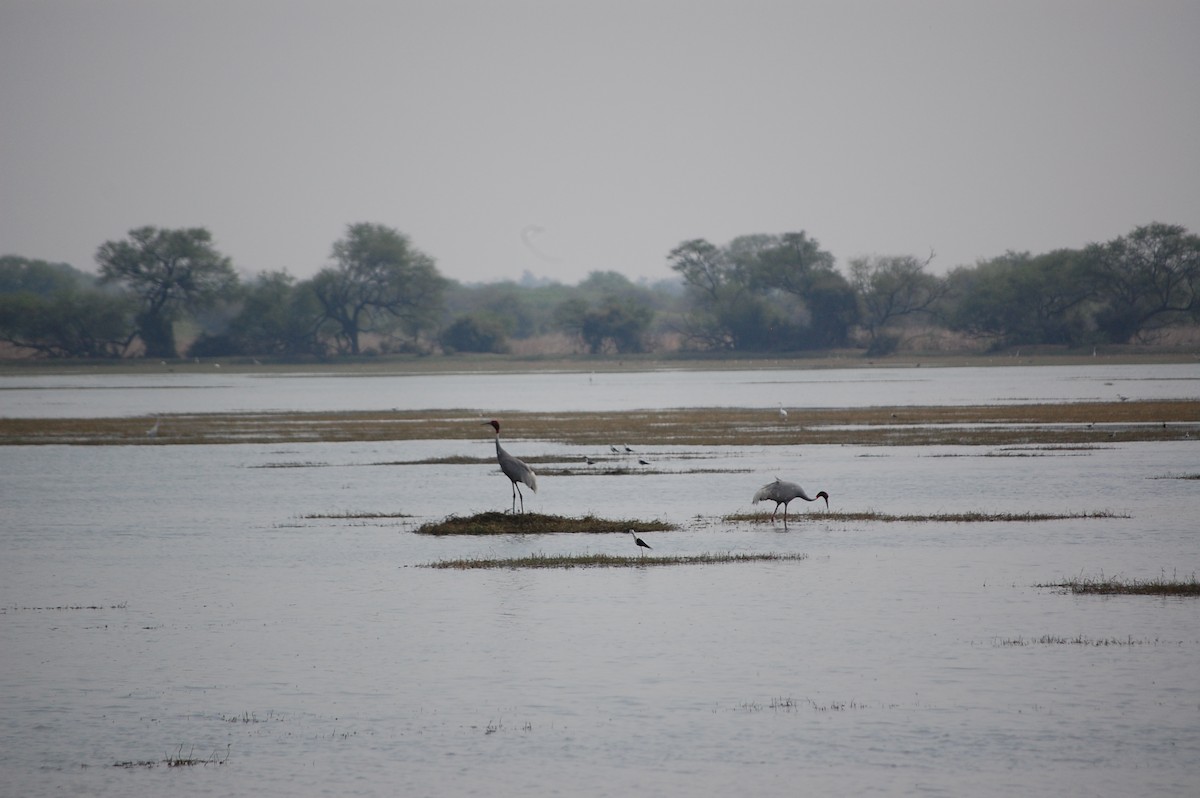 Grue antigone - ML647118678