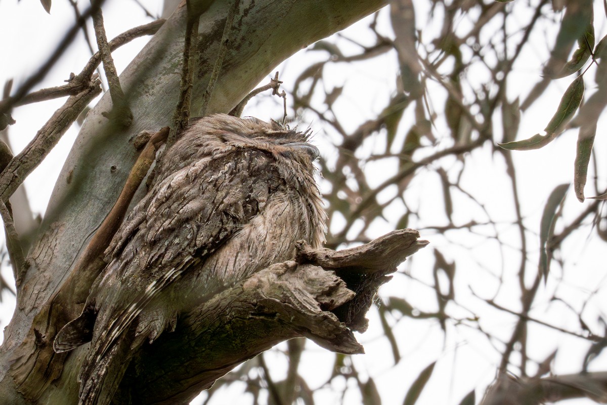 Podarge gris - ML647118679