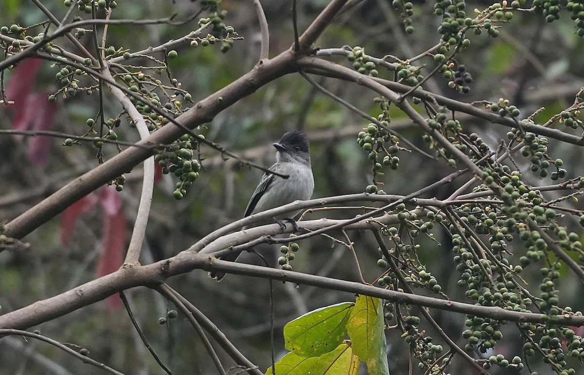 Tyran siffleur - ML647118681