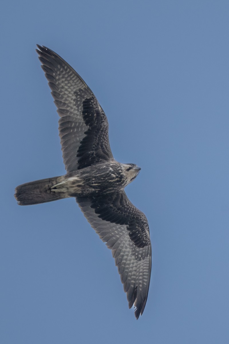 Faucon laggar - ML647118682