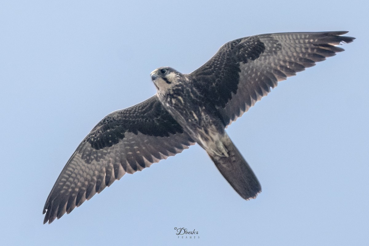 Faucon laggar - ML647118683