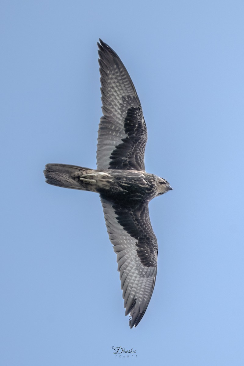 Faucon laggar - ML647118684