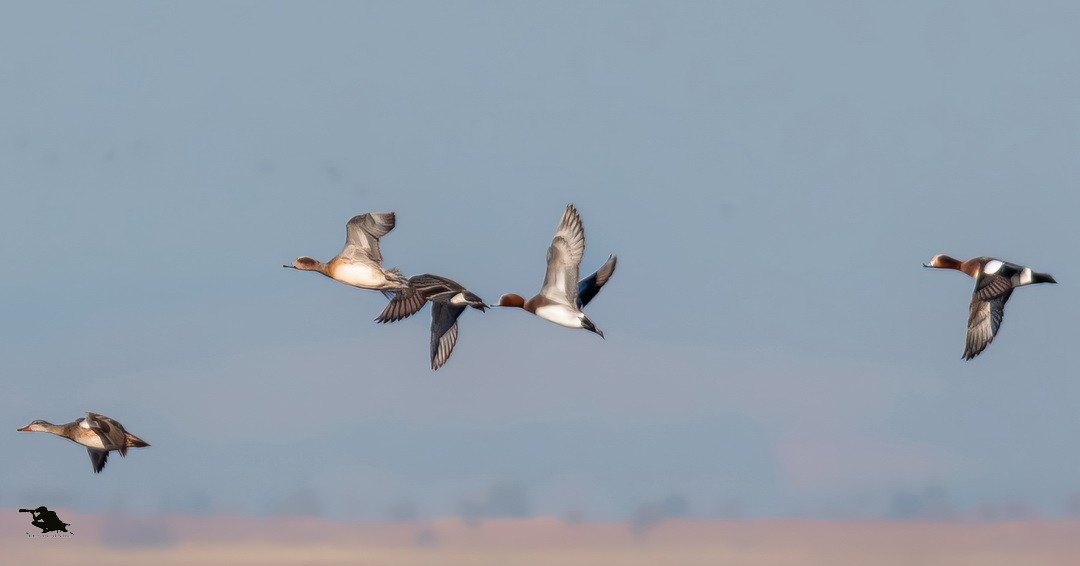 Canard siffleur - ML647118685