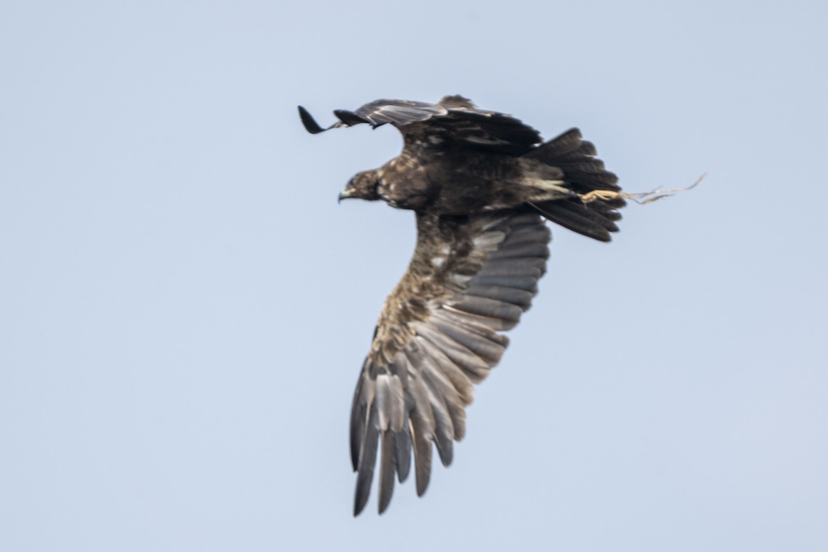 Aigle ravisseur - ML647118686