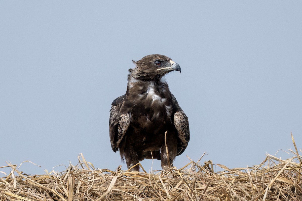 Aigle ravisseur - ML647118687