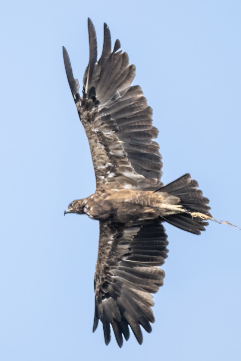 Aigle ravisseur - ML647118688