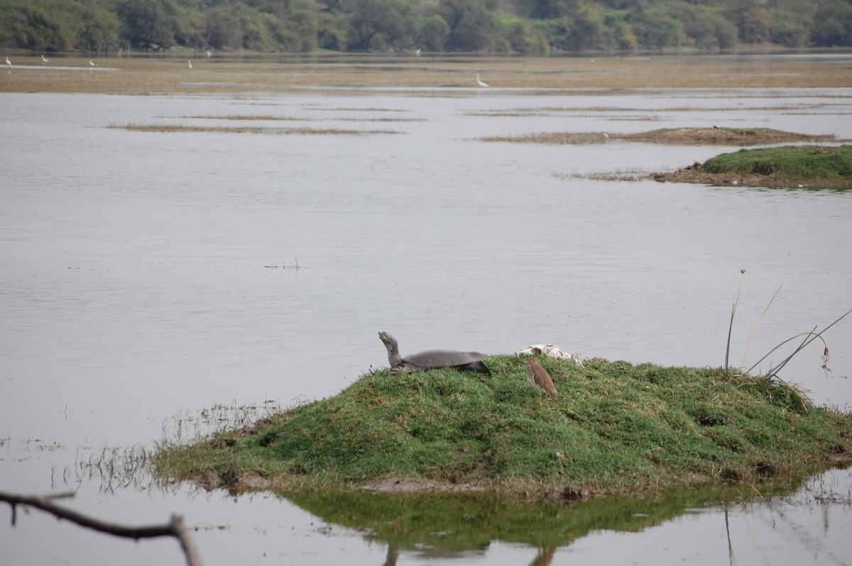 Crabier de Gray - ML647118689