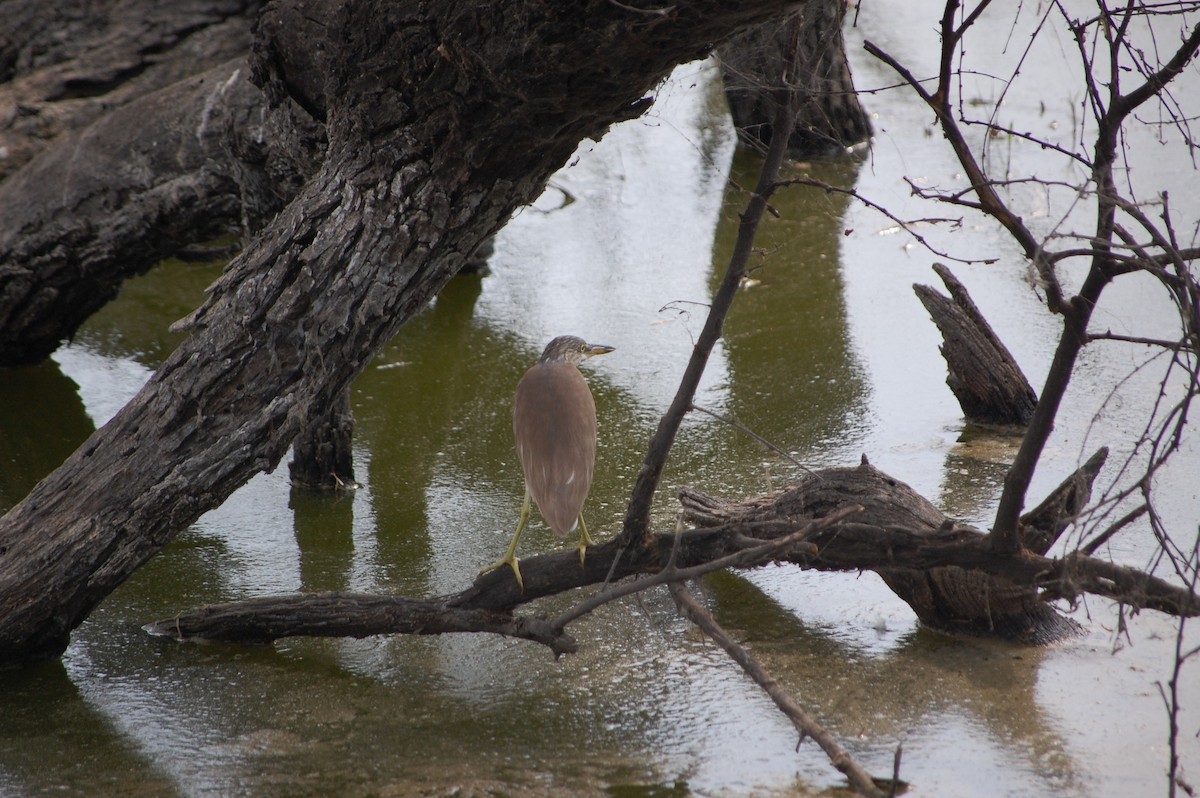 Crabier de Gray - ML647118690
