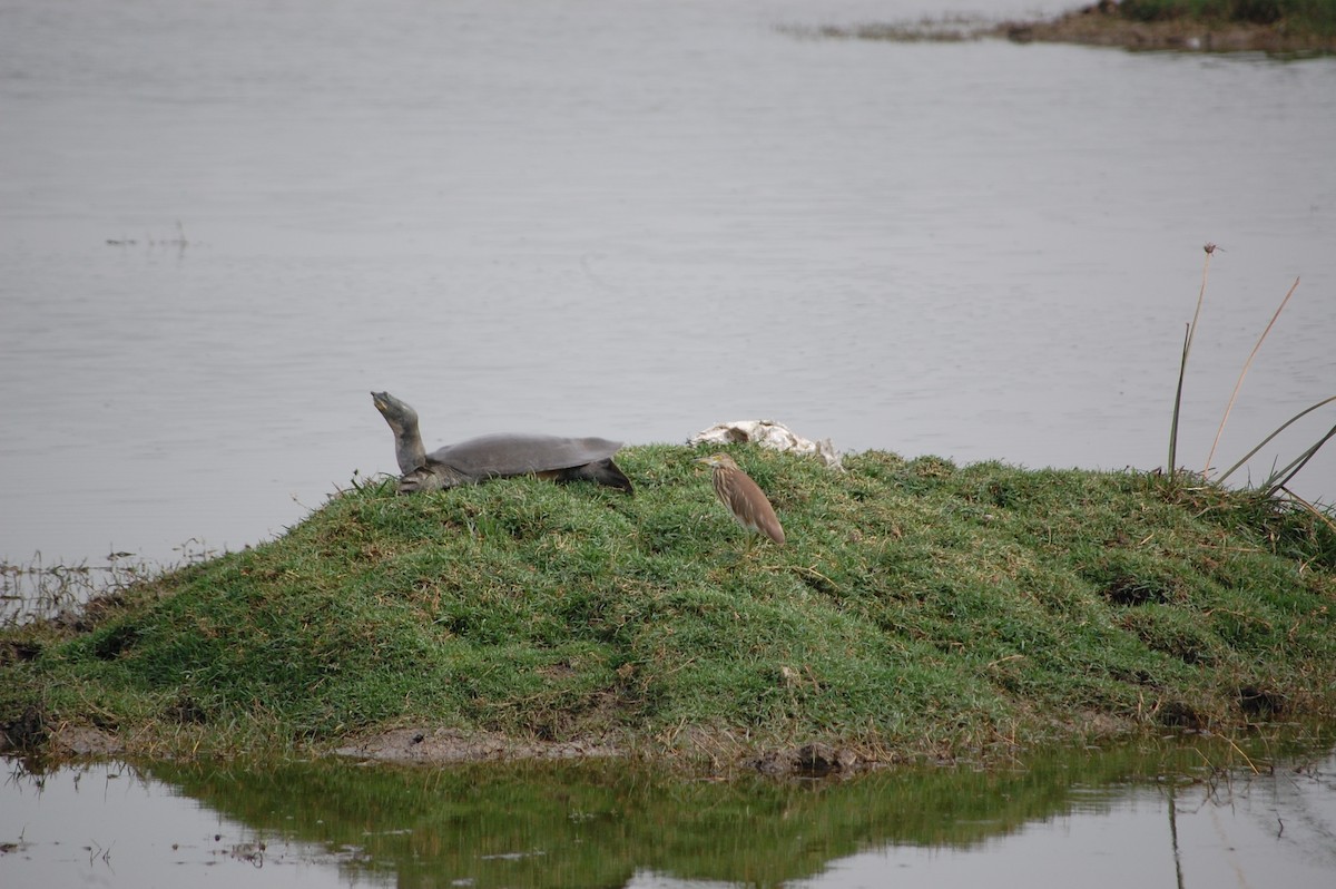 Crabier de Gray - ML647118691