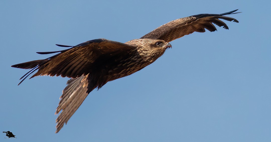 Milan noir - ML647118692