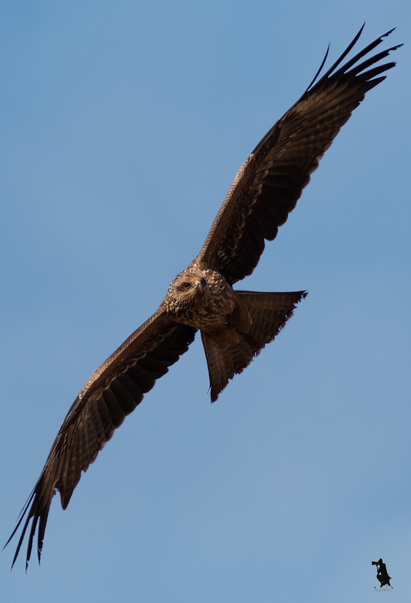 Milan noir - ML647118693