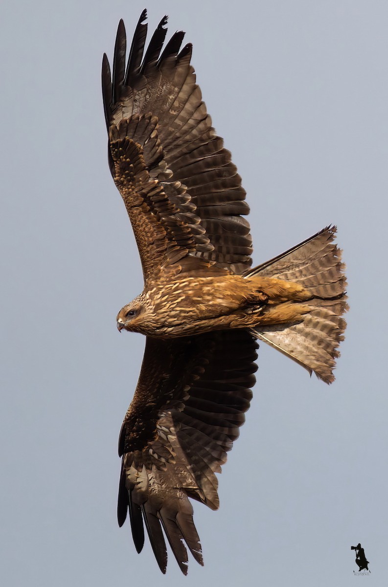 Milan noir - ML647118694