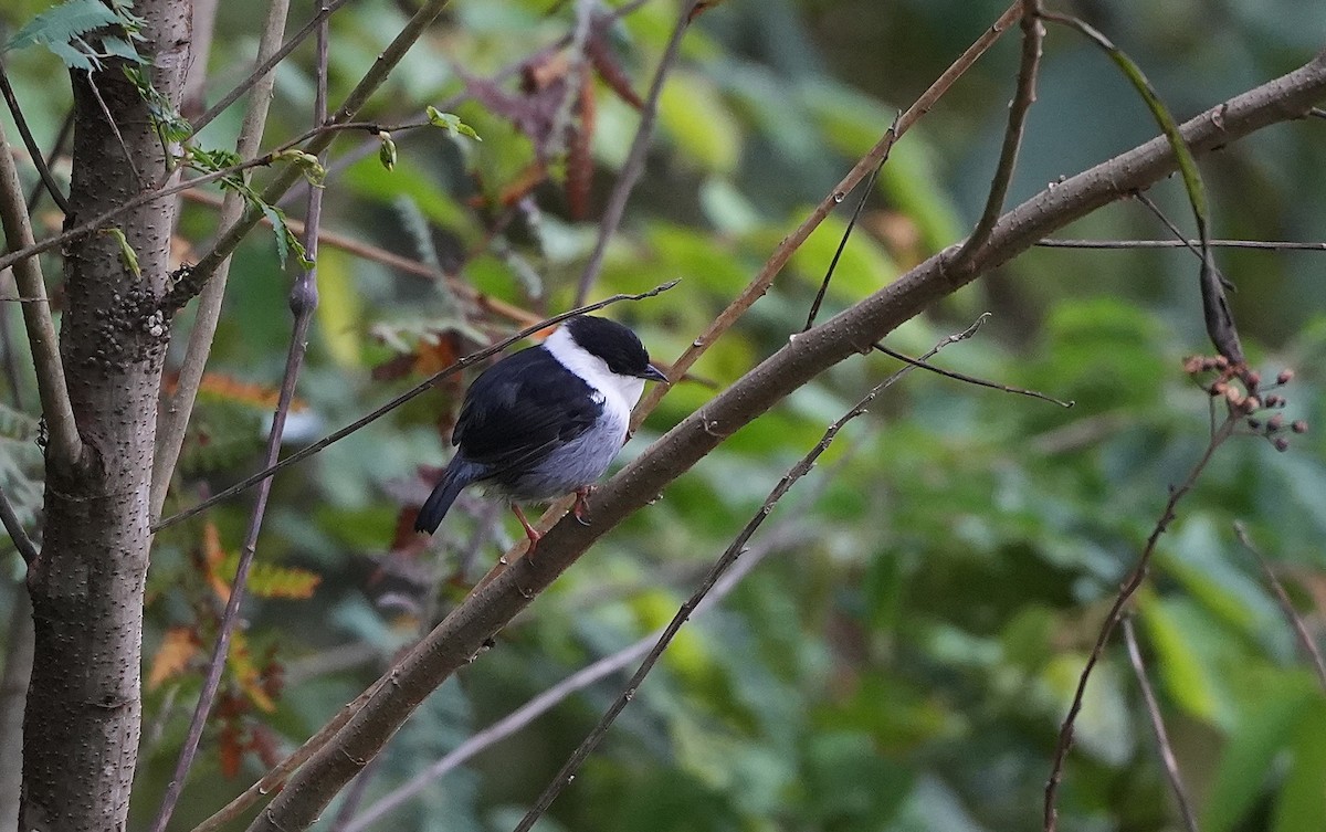 Manakin casse-noisette - ML647118695