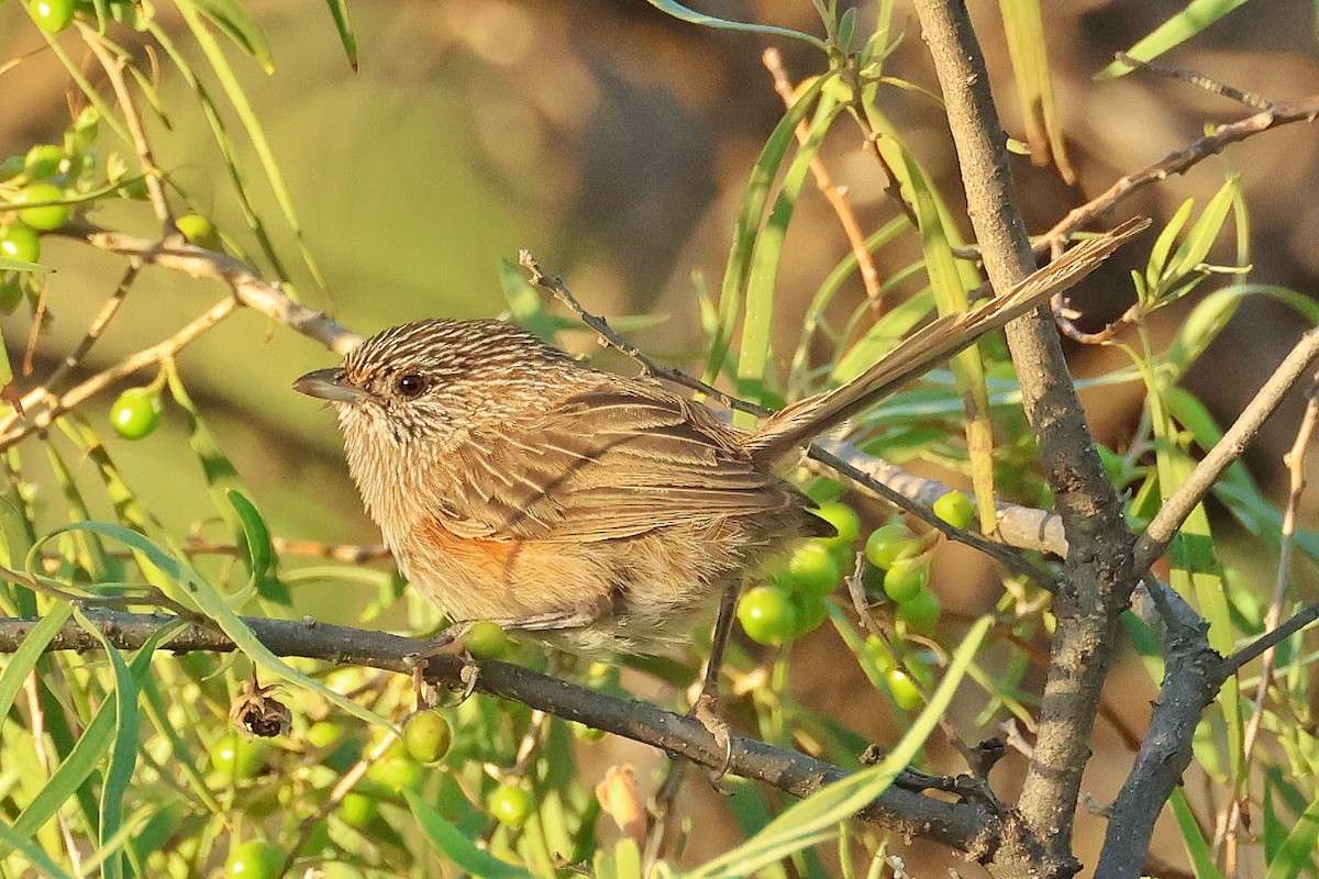 Amytis natté - ML647118696