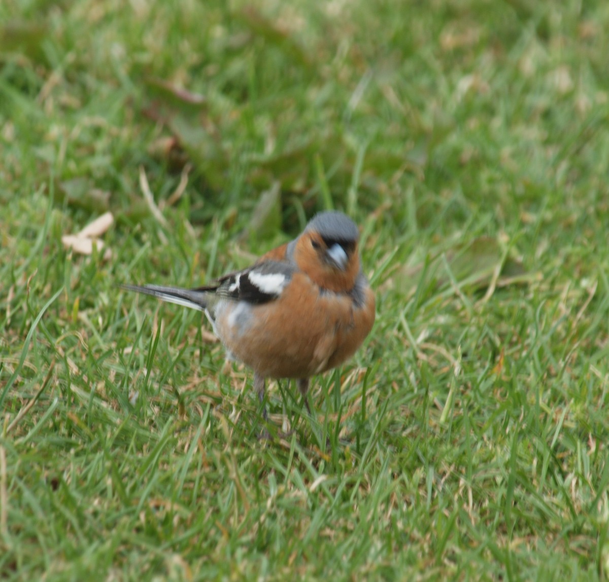 Pinson des arbres - ML647118697