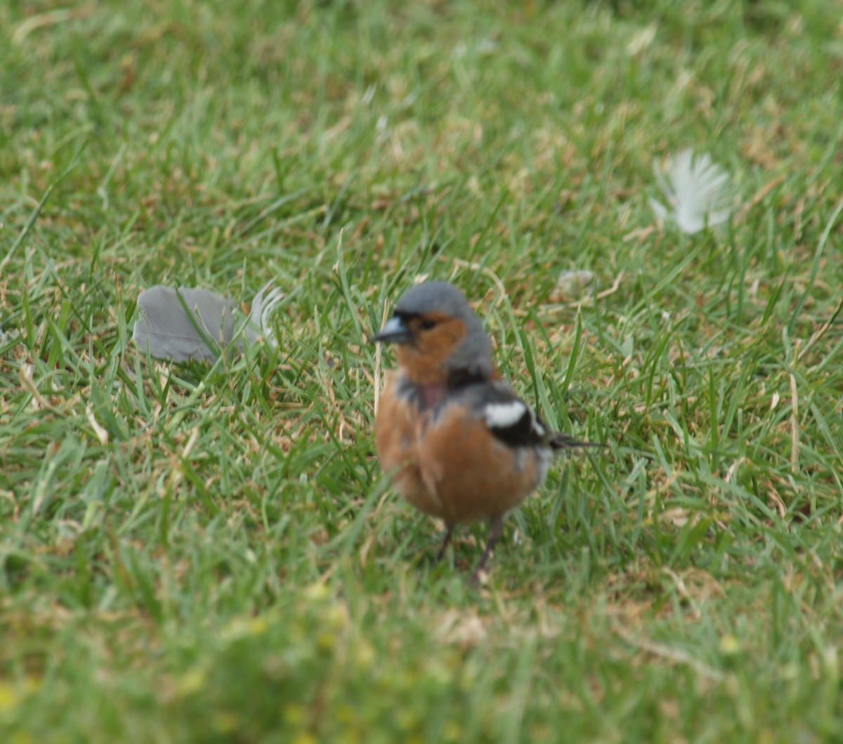 Pinson des arbres - ML647118698