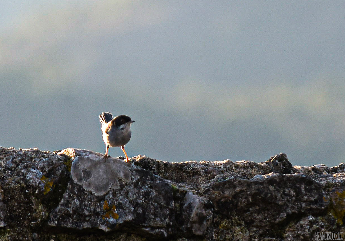 Sardinian Warbler - ML647118700