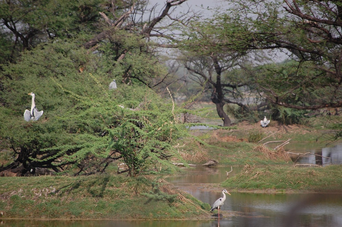 Чапля сіра - ML647118701