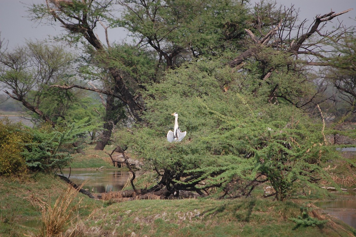 Чапля сіра - ML647118702