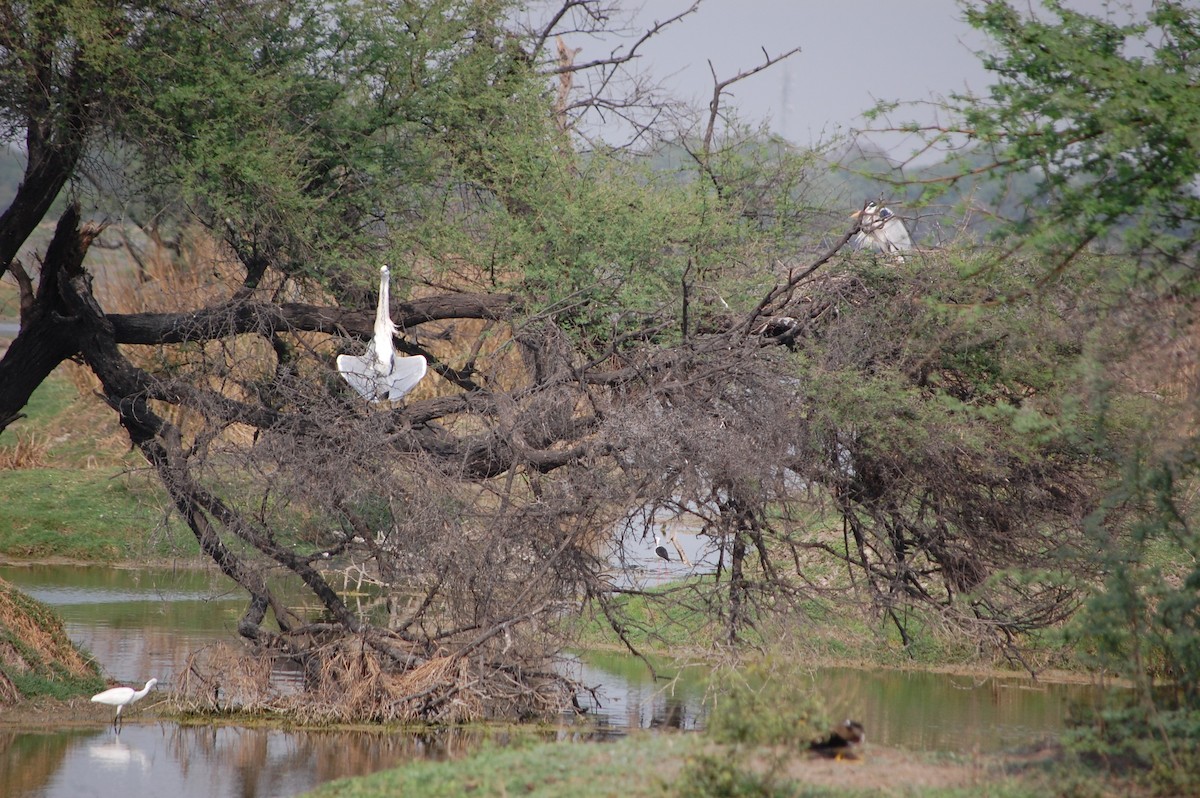 Чапля сіра - ML647118703