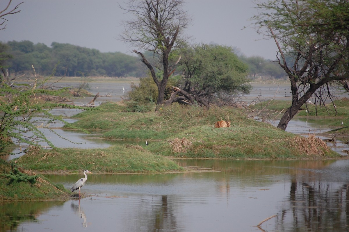 Чапля сіра - ML647118704