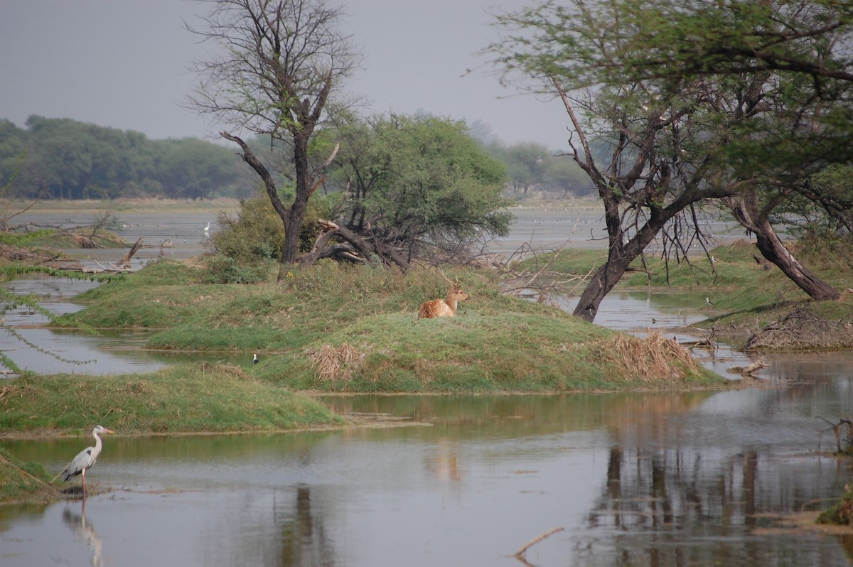 Чапля сіра - ML647118705