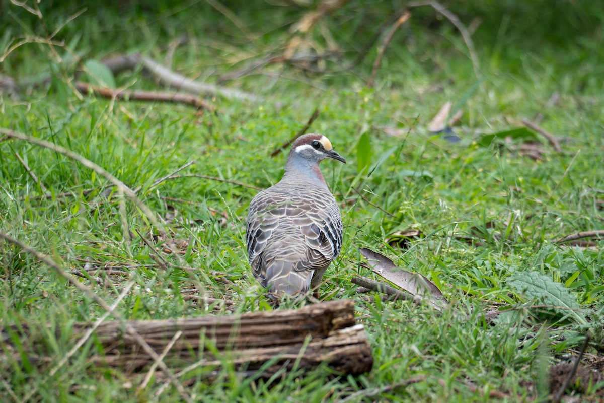 Фапс білогорлий - ML647118706