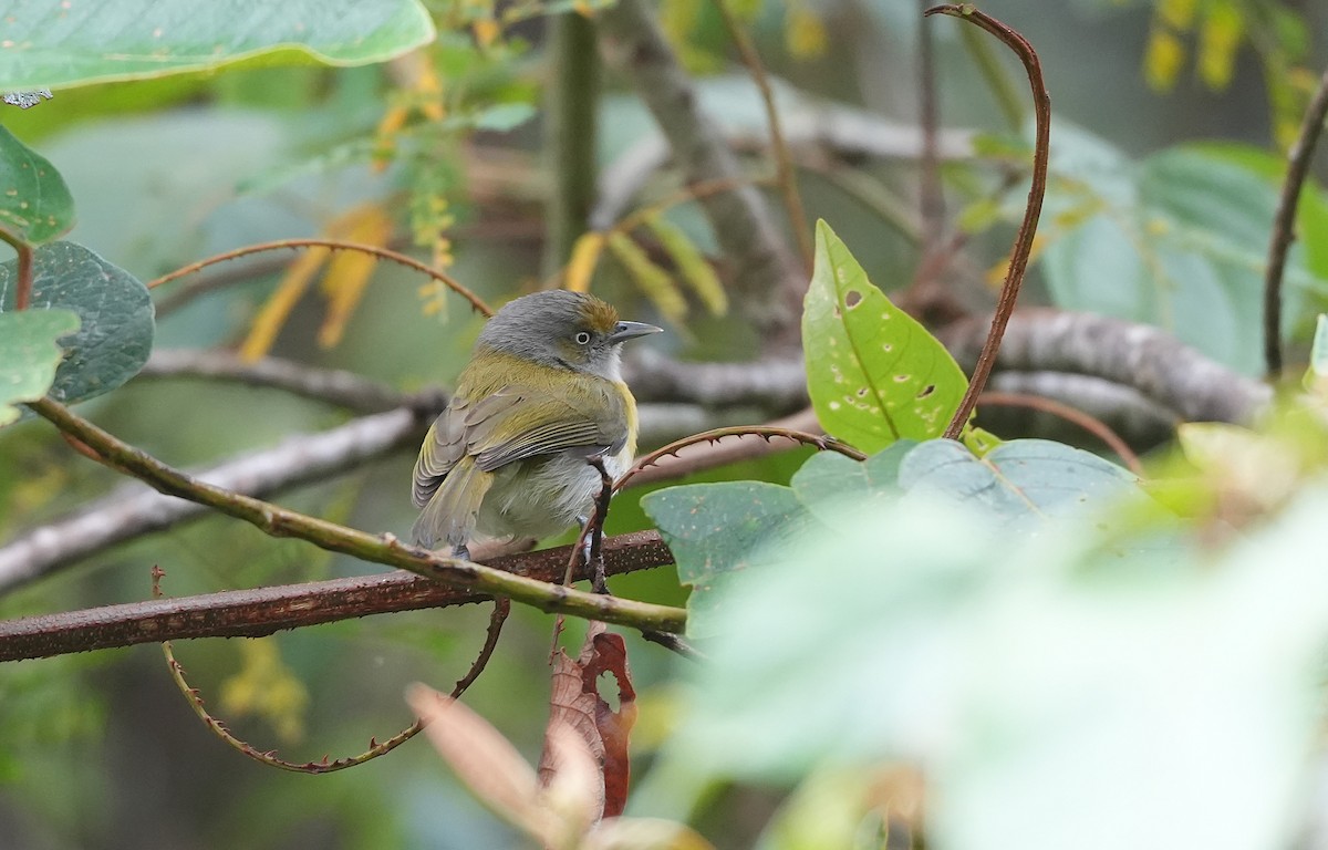 Віреончик жовтоволий - ML647118707