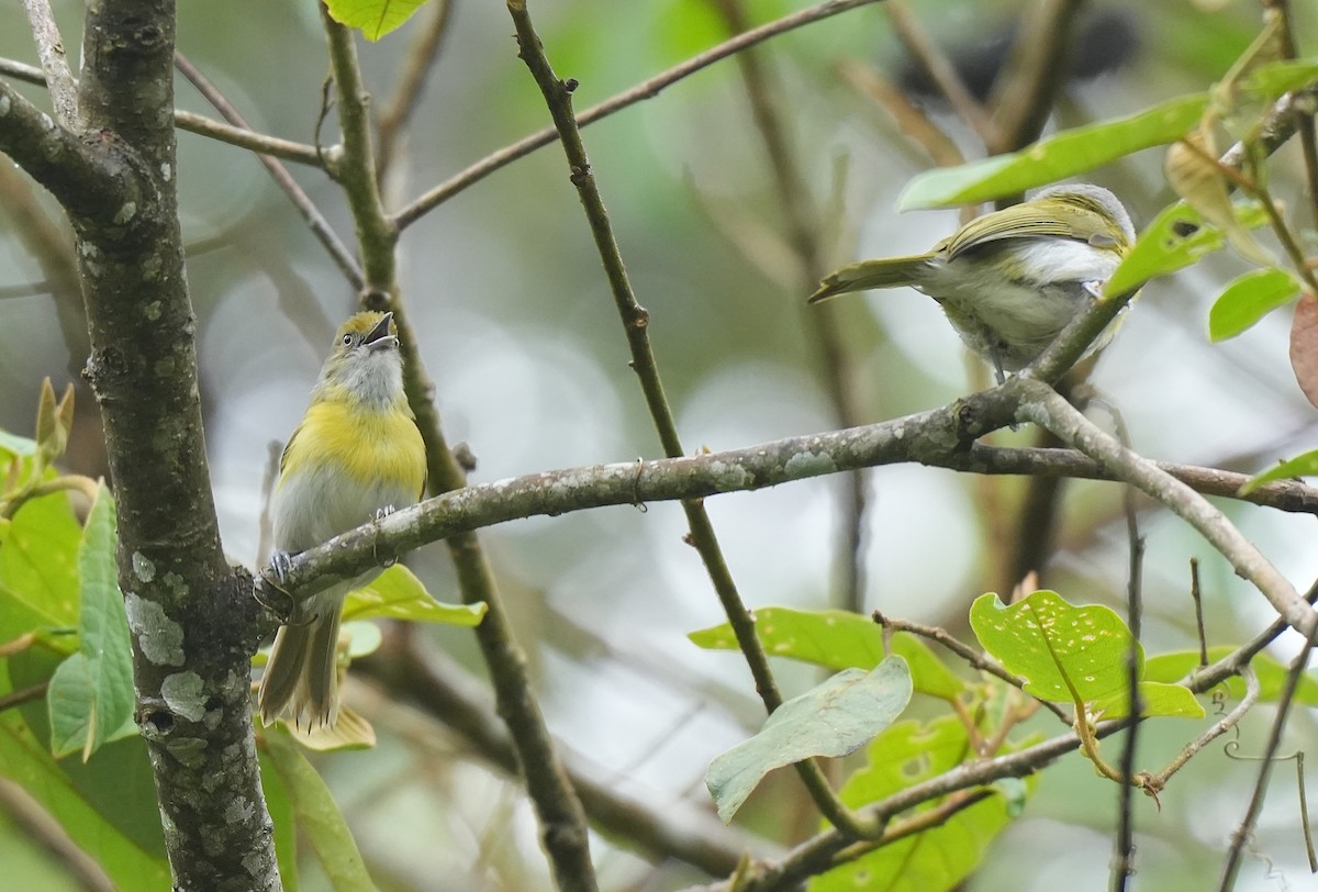 Віреончик жовтоволий - ML647118708