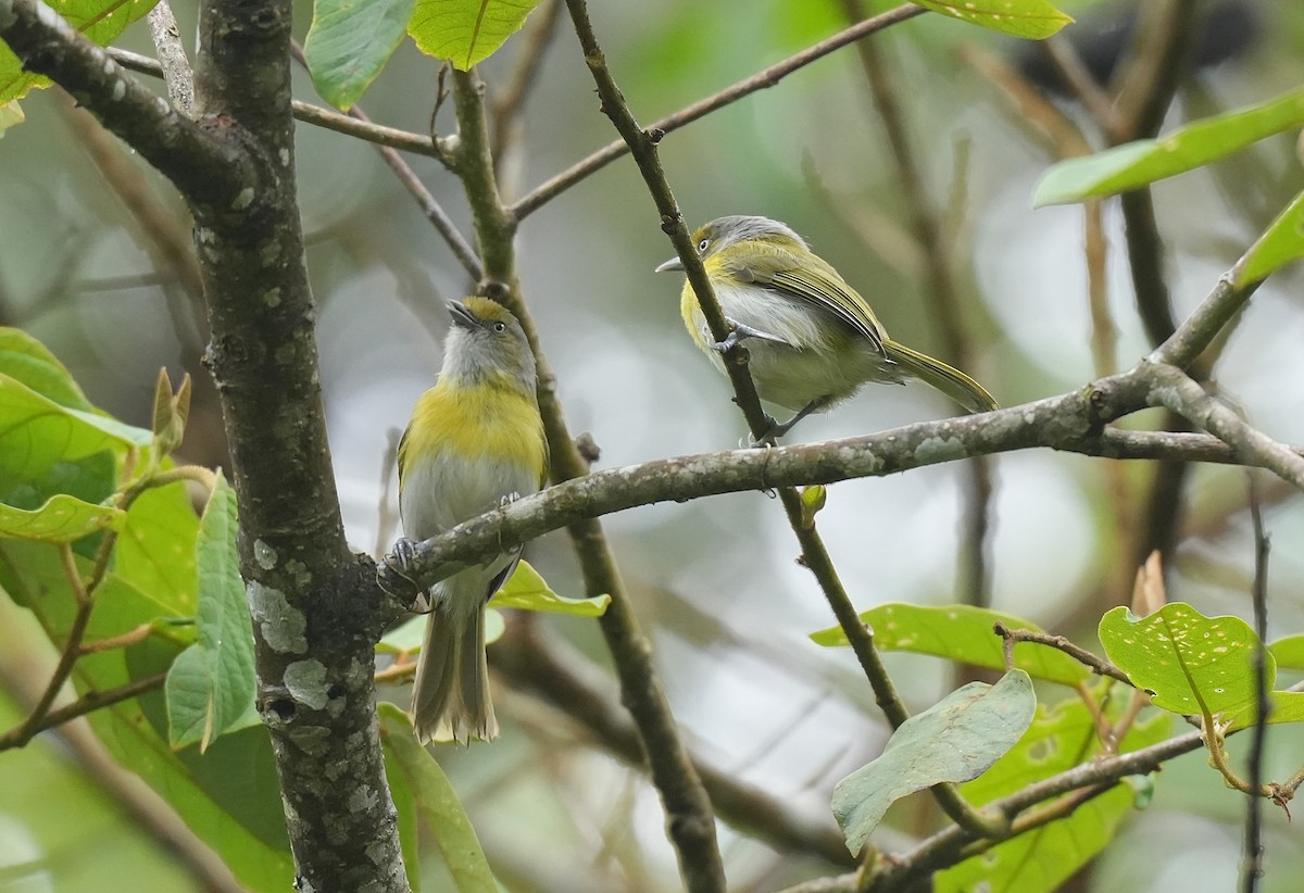 Віреончик жовтоволий - ML647118709