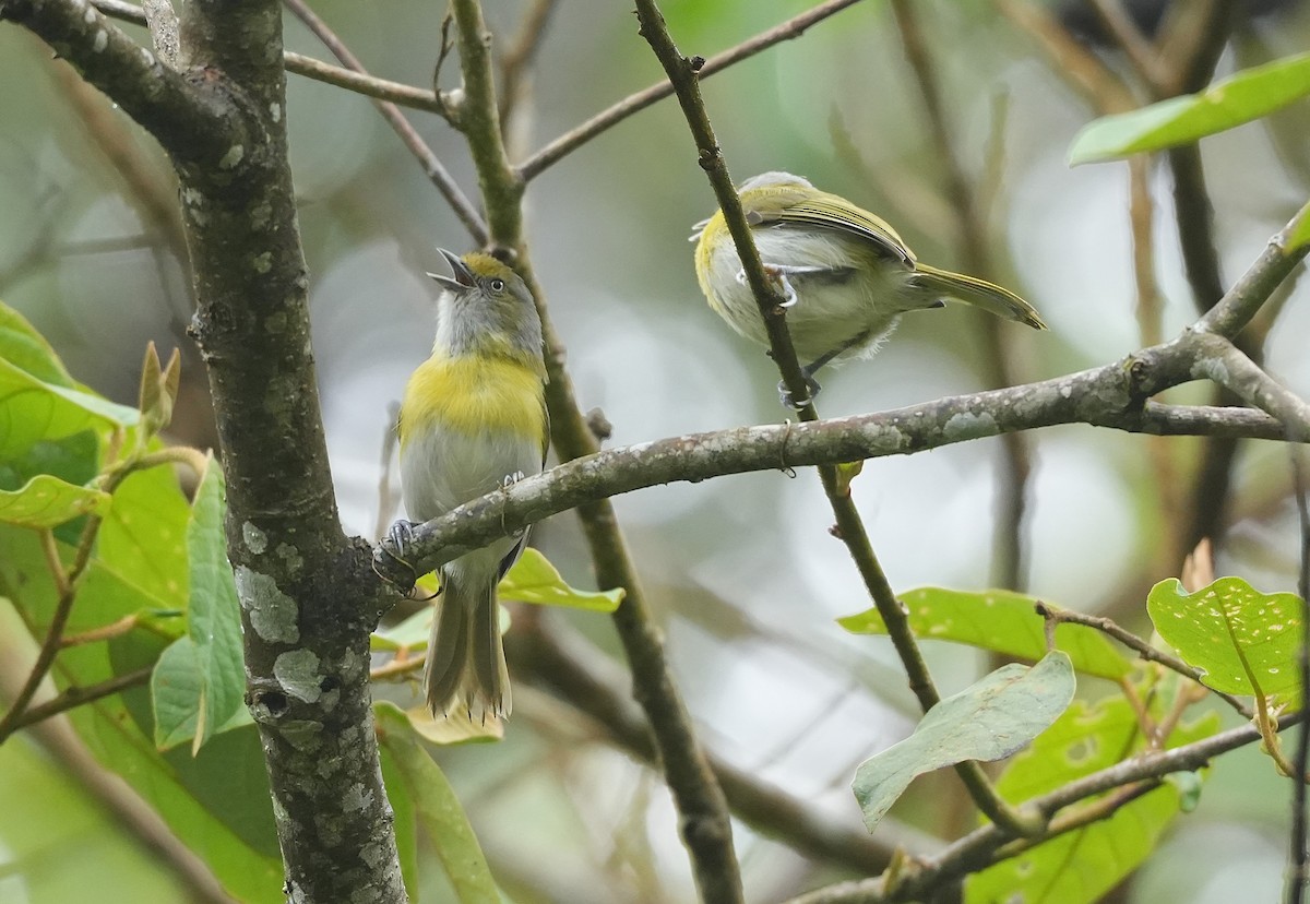 Віреончик жовтоволий - ML647118710