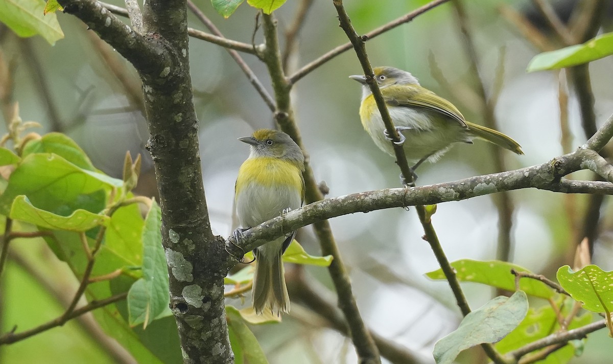 Віреончик жовтоволий - ML647118711