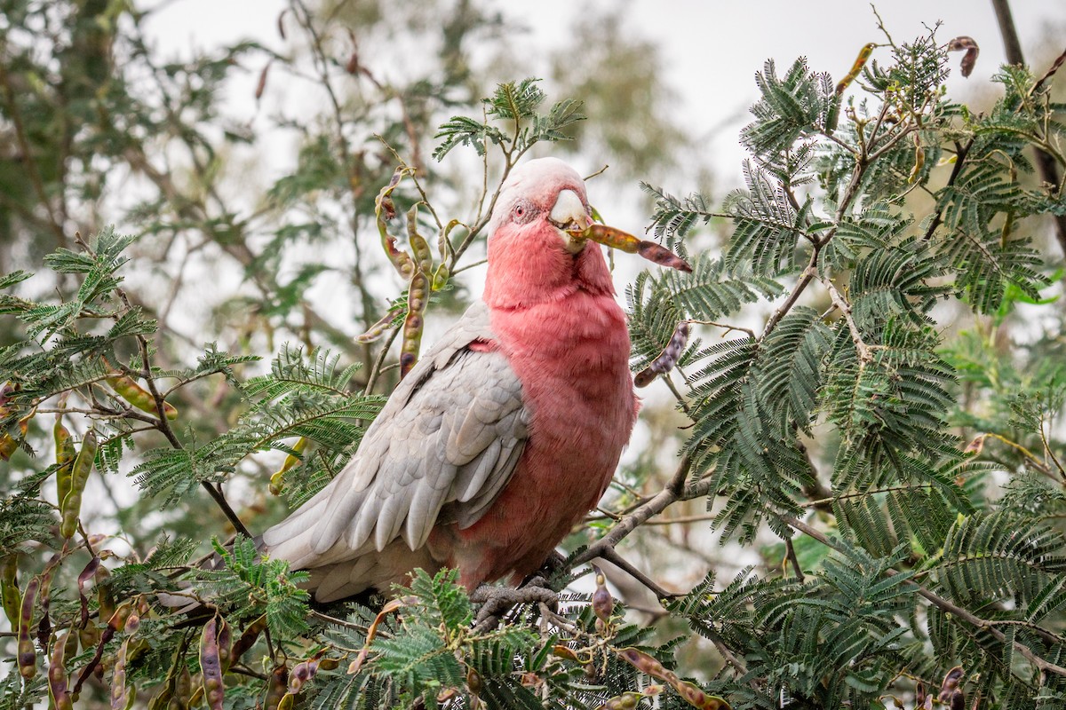 Какаду рожевий - ML647118712
