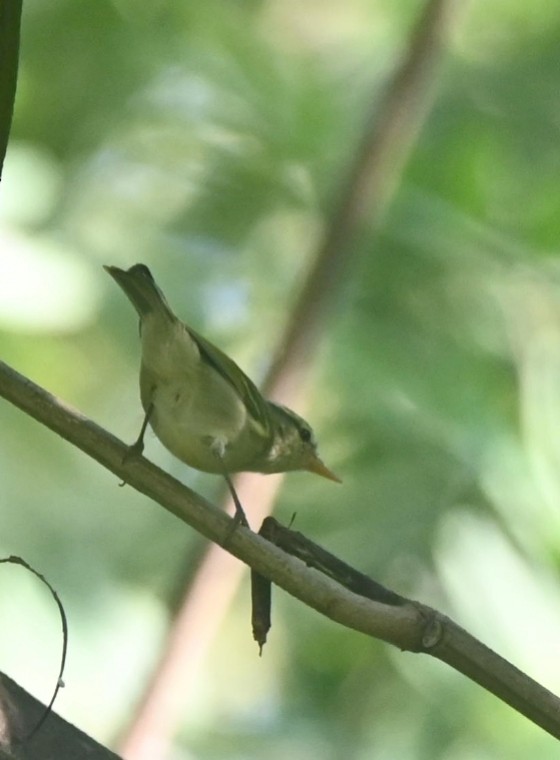 Вівчарик лісовий - ML647118713
