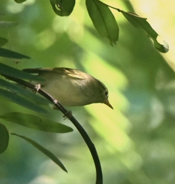 Вівчарик лісовий - ML647118714