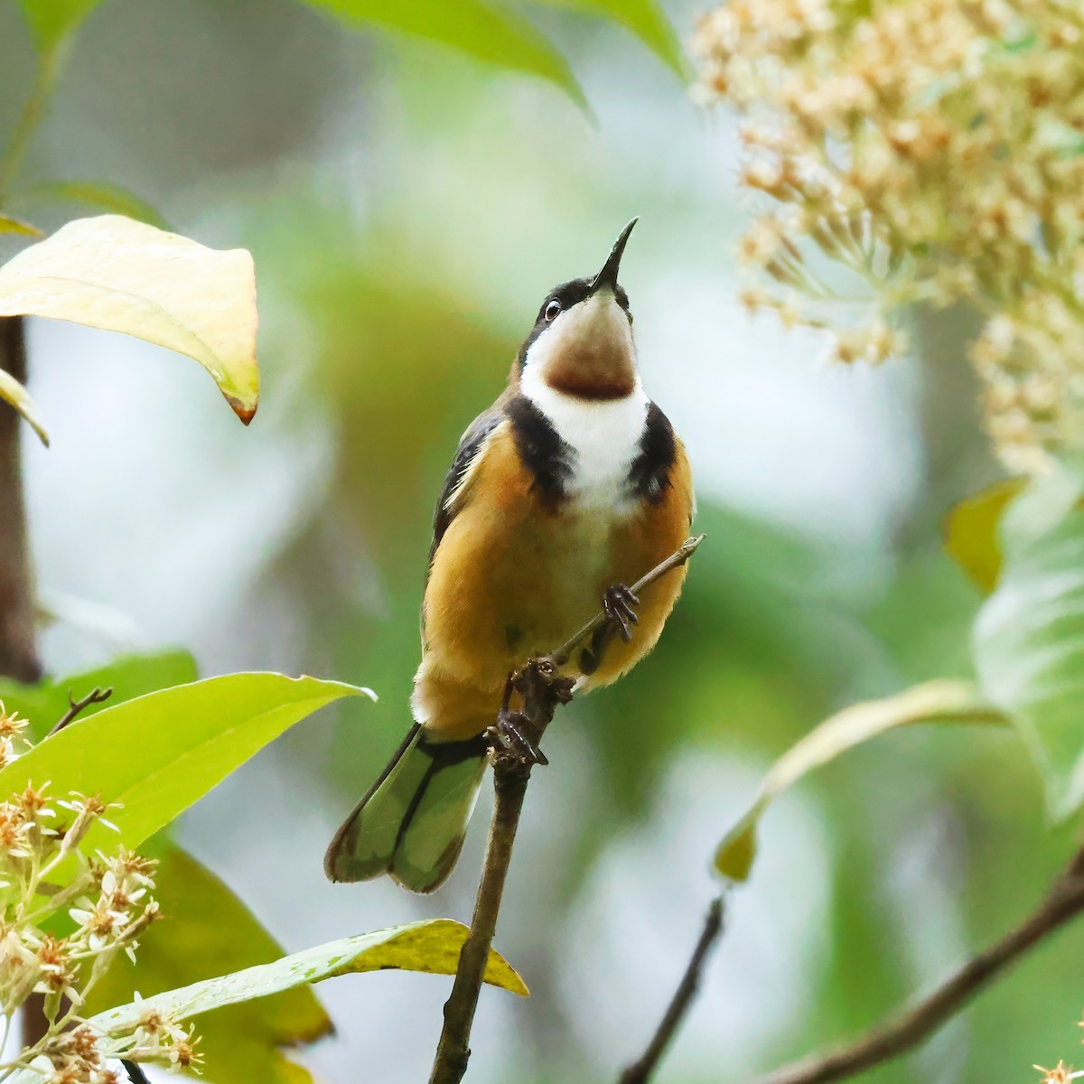 Медолюб-шилодзьоб східний - ML647118718