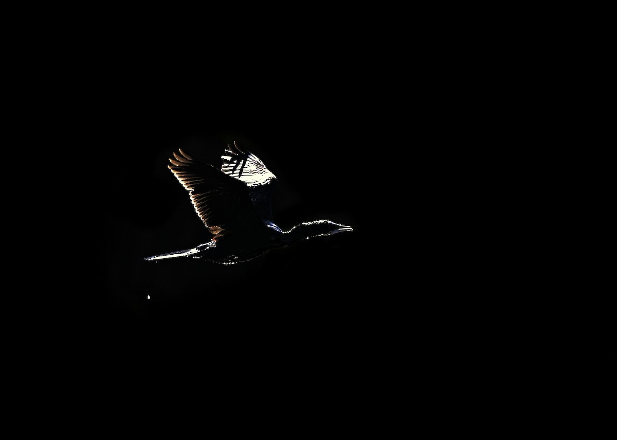 Баклан яванський - ML647118719