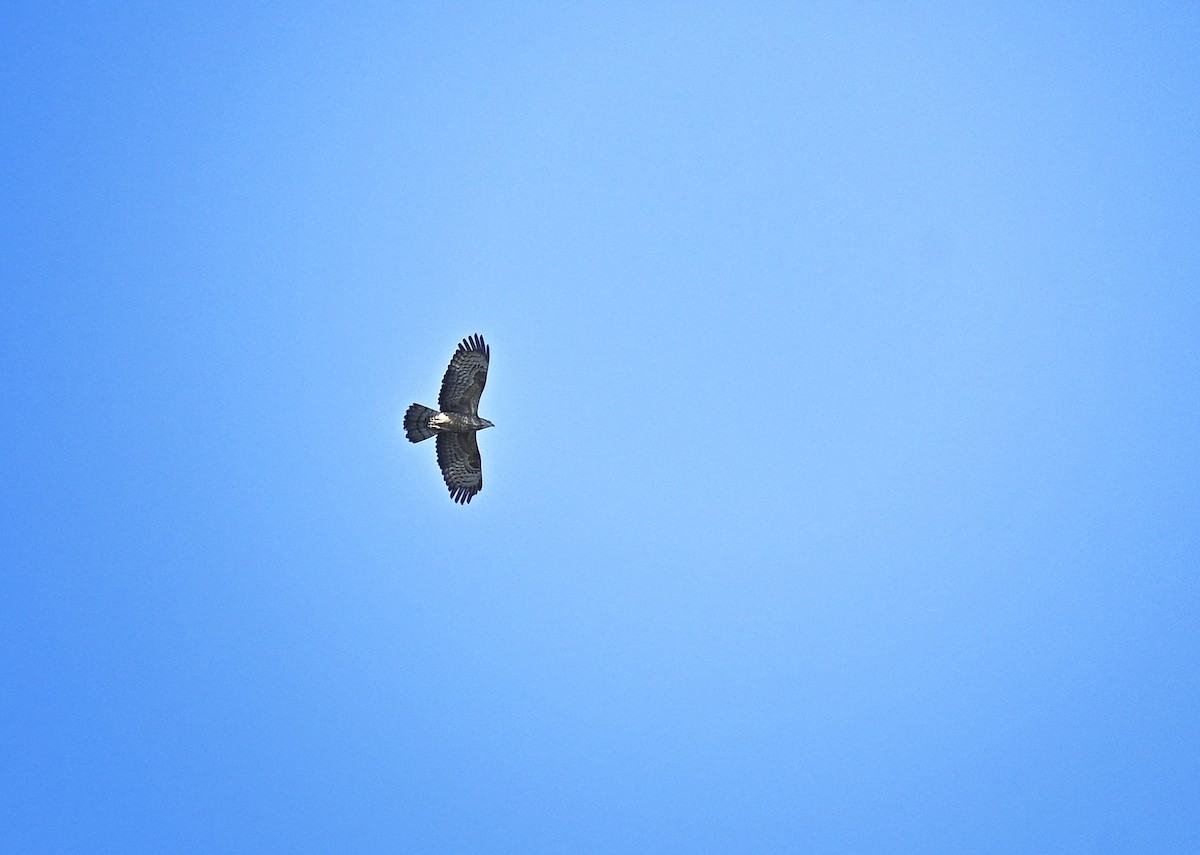 Осоїд чубатий - ML647118720