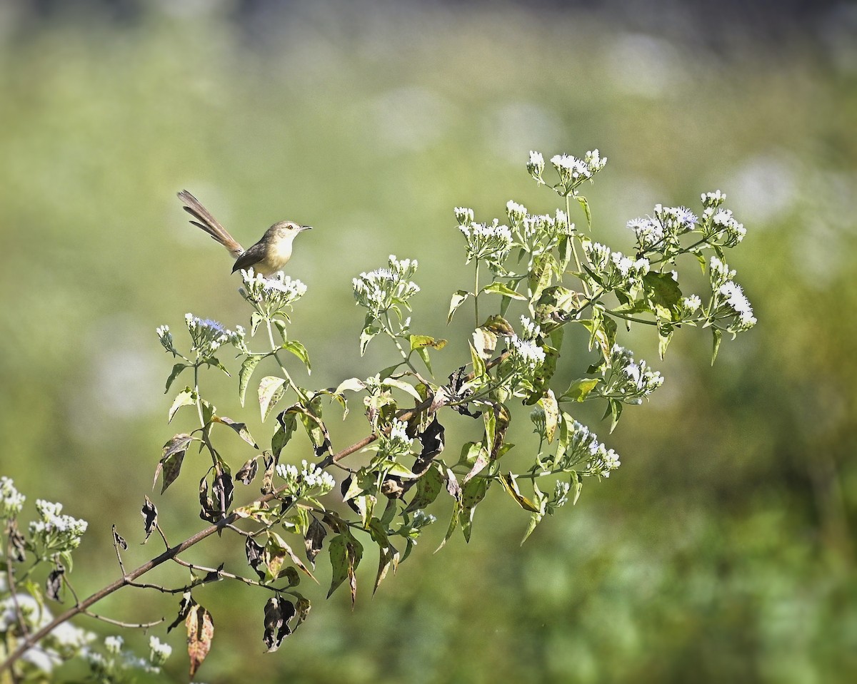 Принія вохристобока - ML647118725