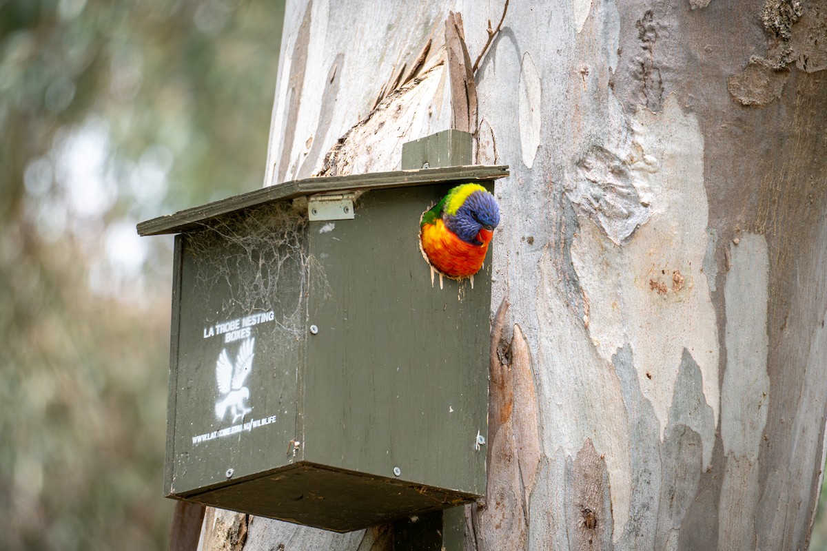 Лорікет синьоголовий - ML647118726