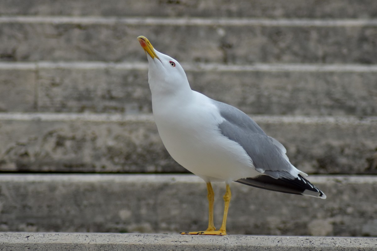 Мартин скельний - ML647118727