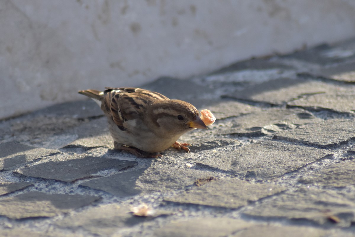 Горобець італійський - ML647118729